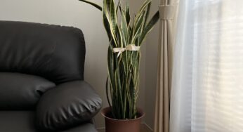 採風式の建具が大活躍した日 / サンセベリアの植替え