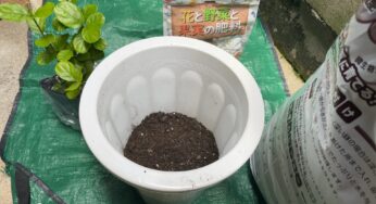 出勤前にマッサージサロン / アラビアジャスミンの植え付け