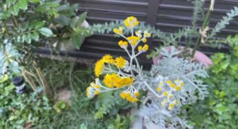 待てば結果が出る有酸素運動 / シロタエギクの開花
